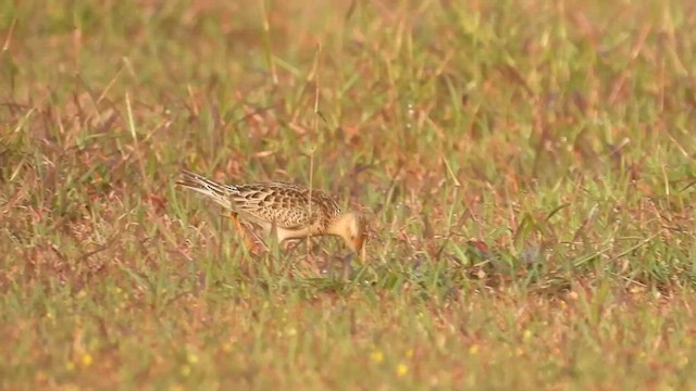 Buff-breasted Sandpiper - ML610101857