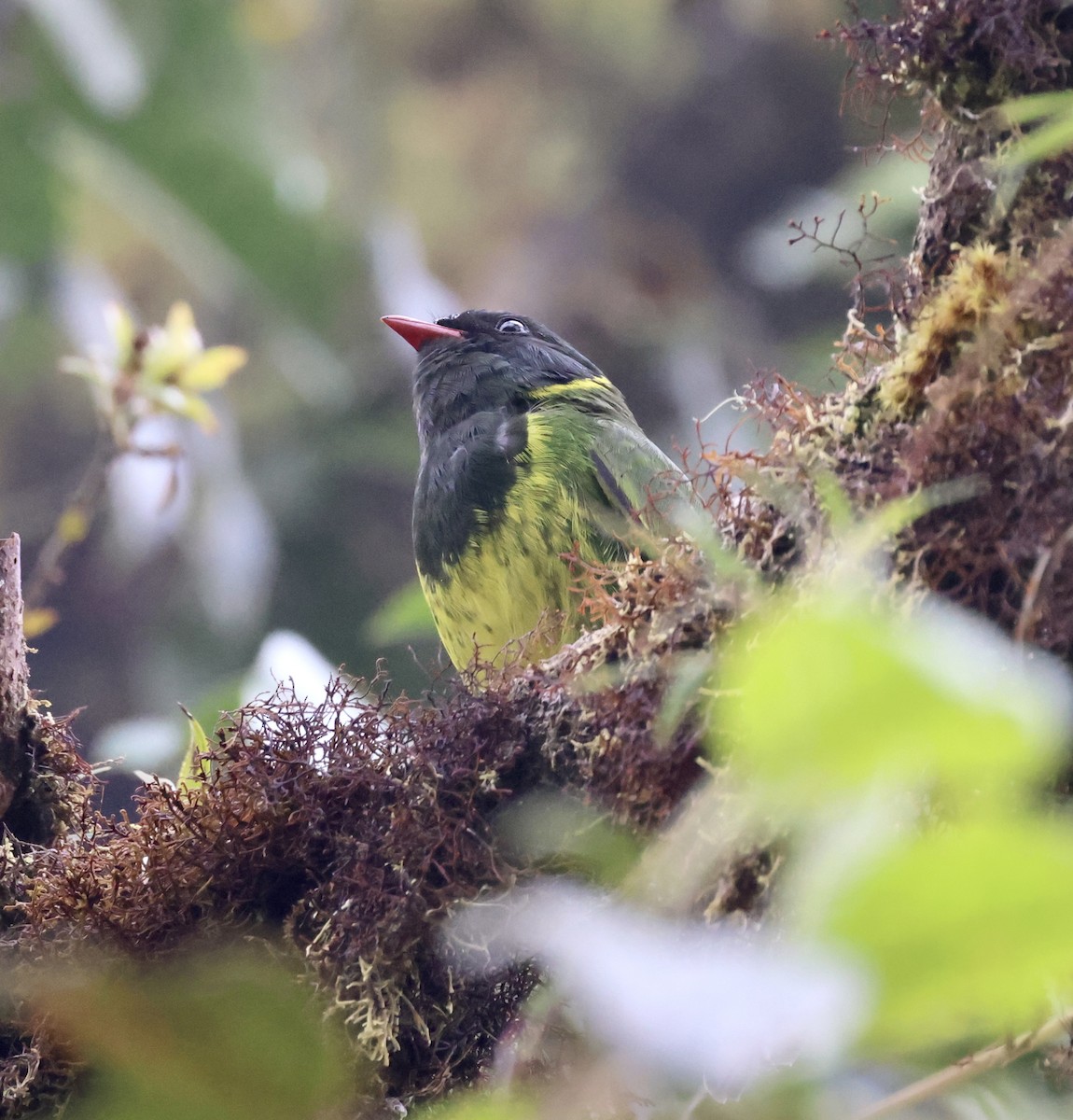 Green-and-black Fruiteater - ML610101870
