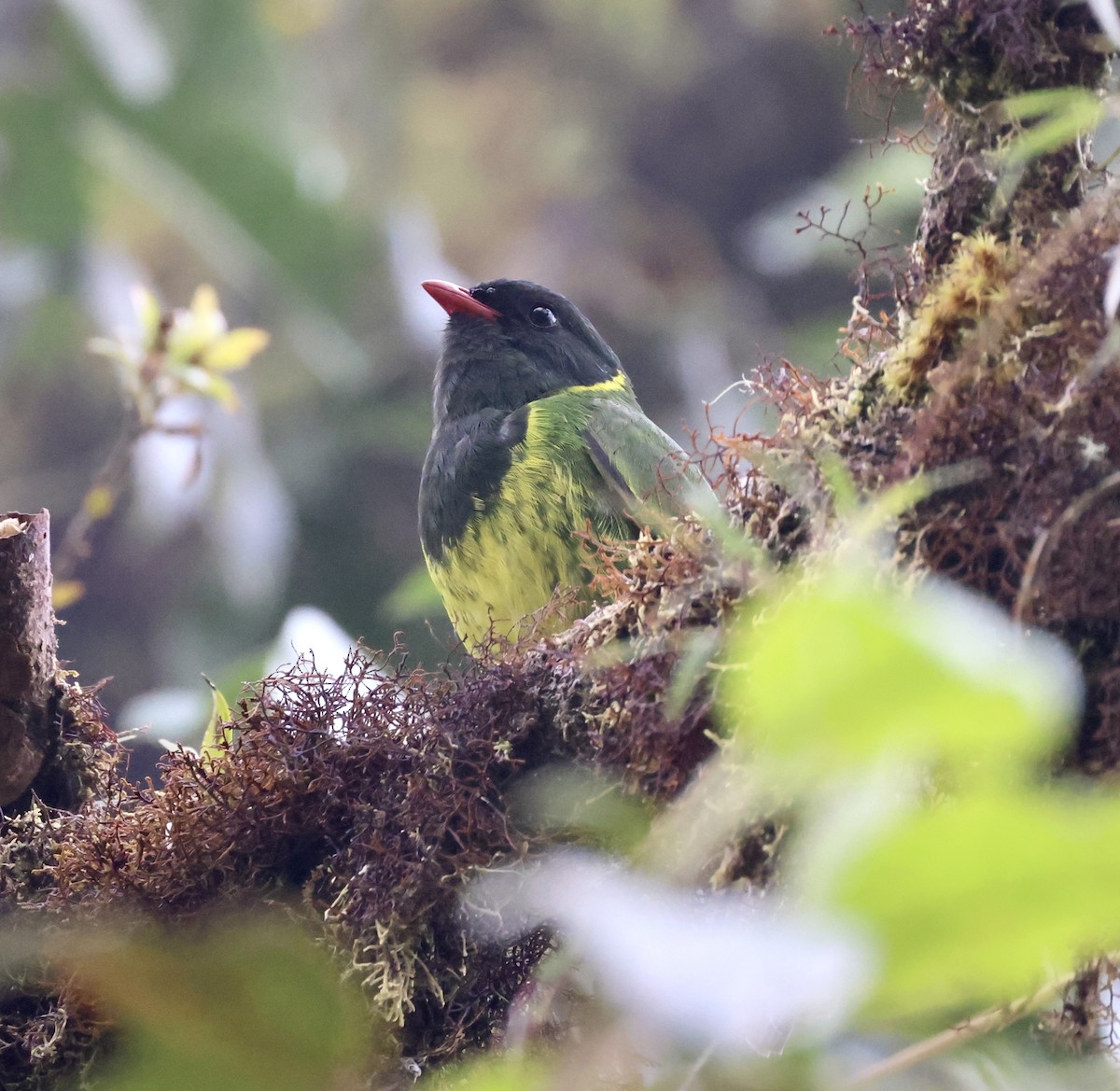 Green-and-black Fruiteater - ML610101871
