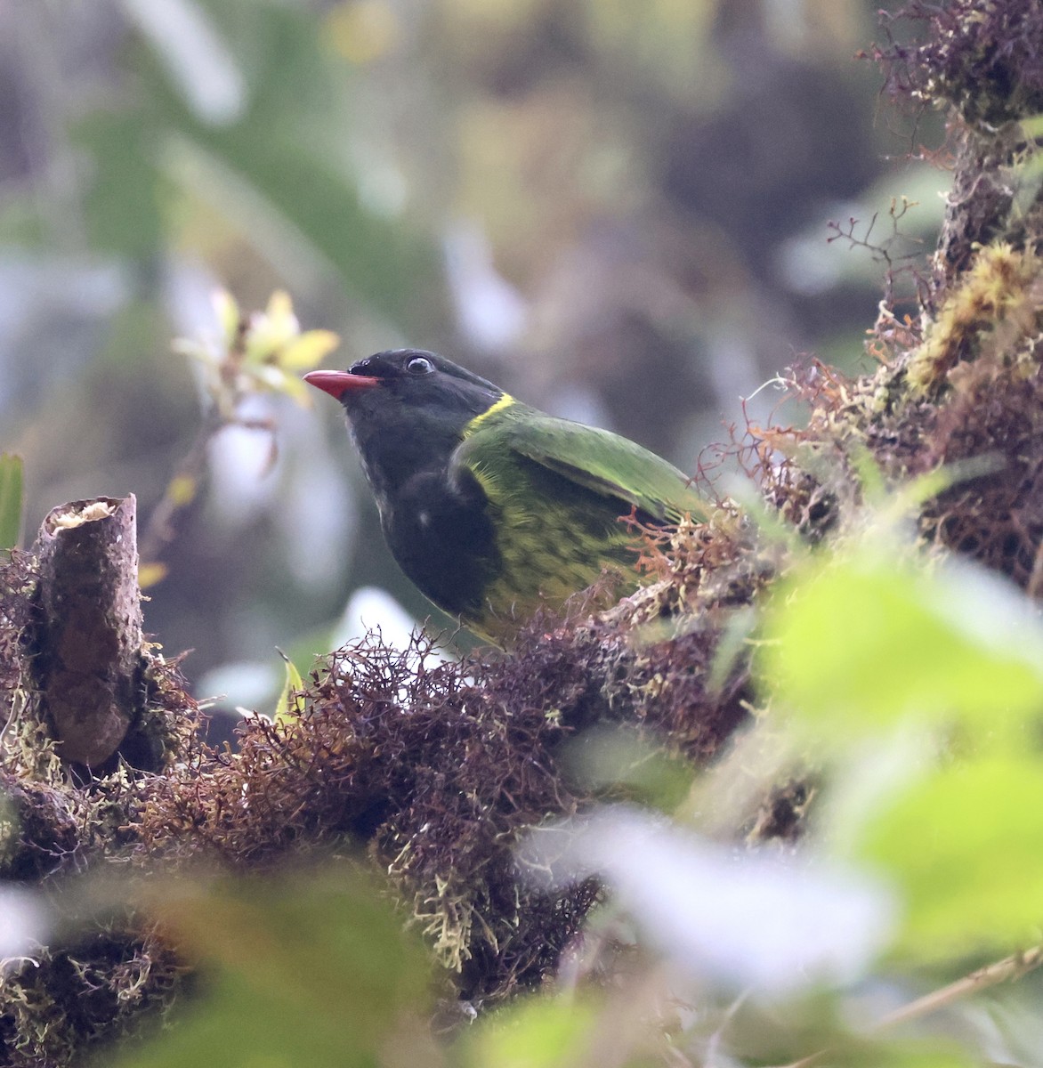 Green-and-black Fruiteater - ML610101872