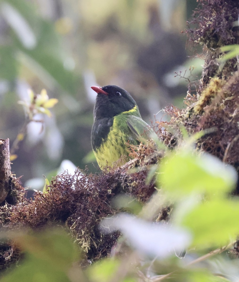 Green-and-black Fruiteater - ML610101873