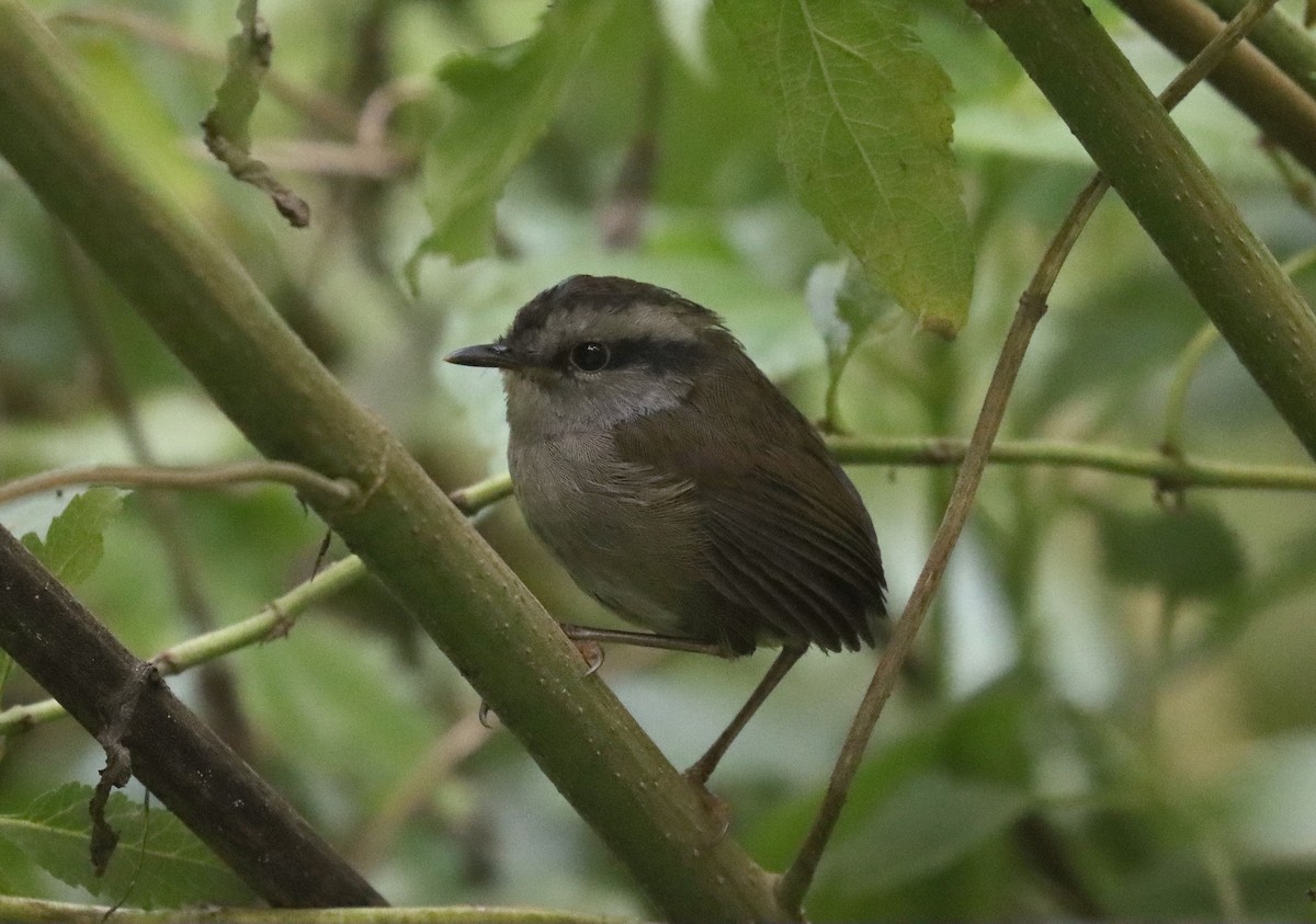 ズグロコビトサザイ - ML610101938