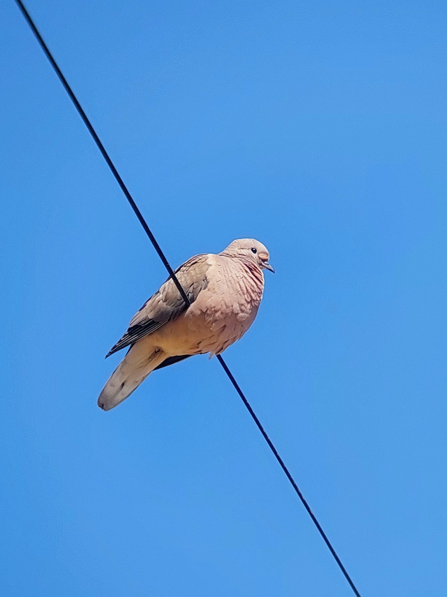 Eared Dove - ML610101949