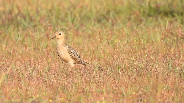 Buff-breasted Sandpiper - ML610101951