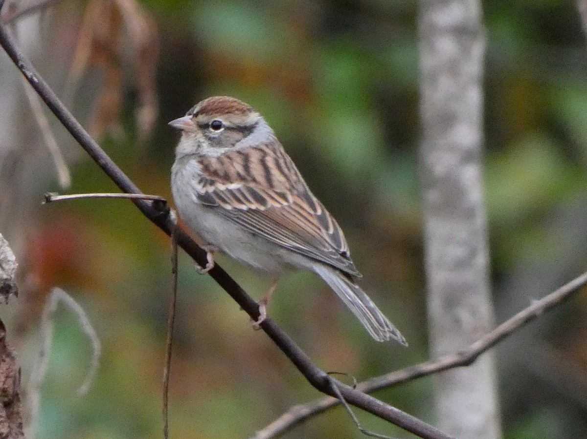 Chipping Sparrow - ML610101972