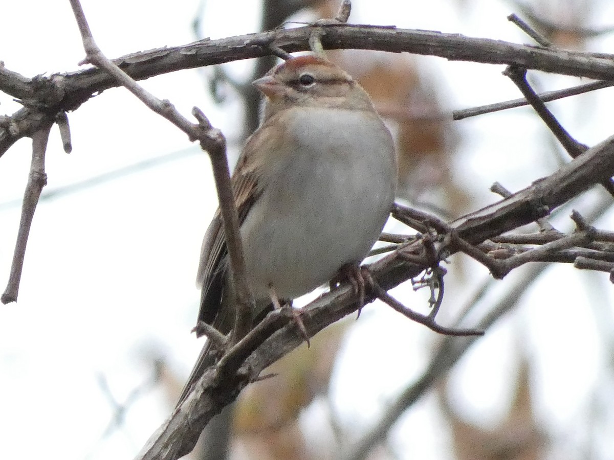 Chipping Sparrow - ML610101973