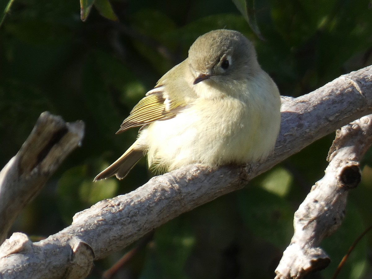 Ruby-crowned Kinglet - ML610102057