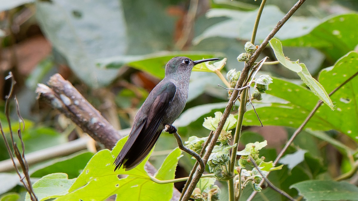 Sombre Hummingbird - ML610102110