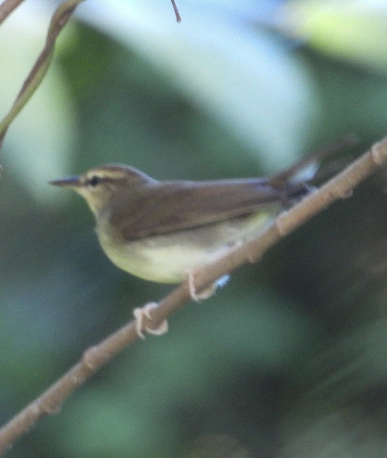 Swainson's Warbler - Yaro Rodriguez