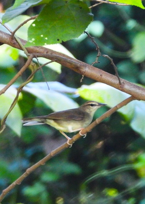 Swainson's Warbler - ML610102112