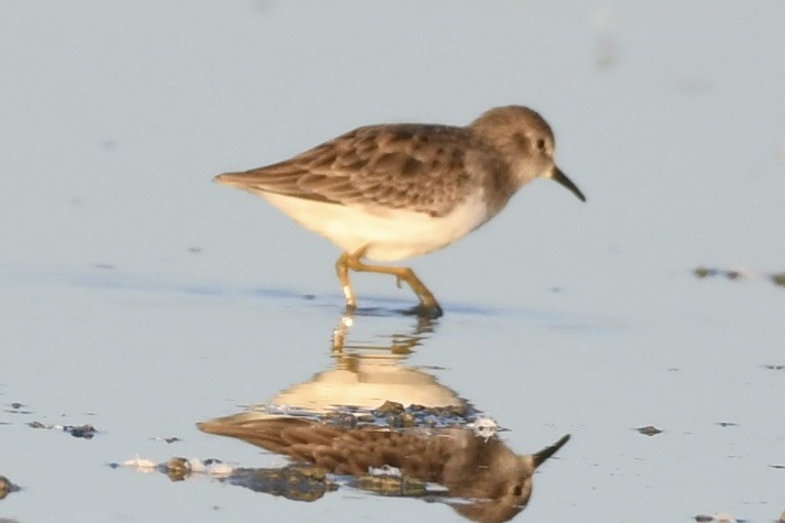 pygmésnipe - ML610102180