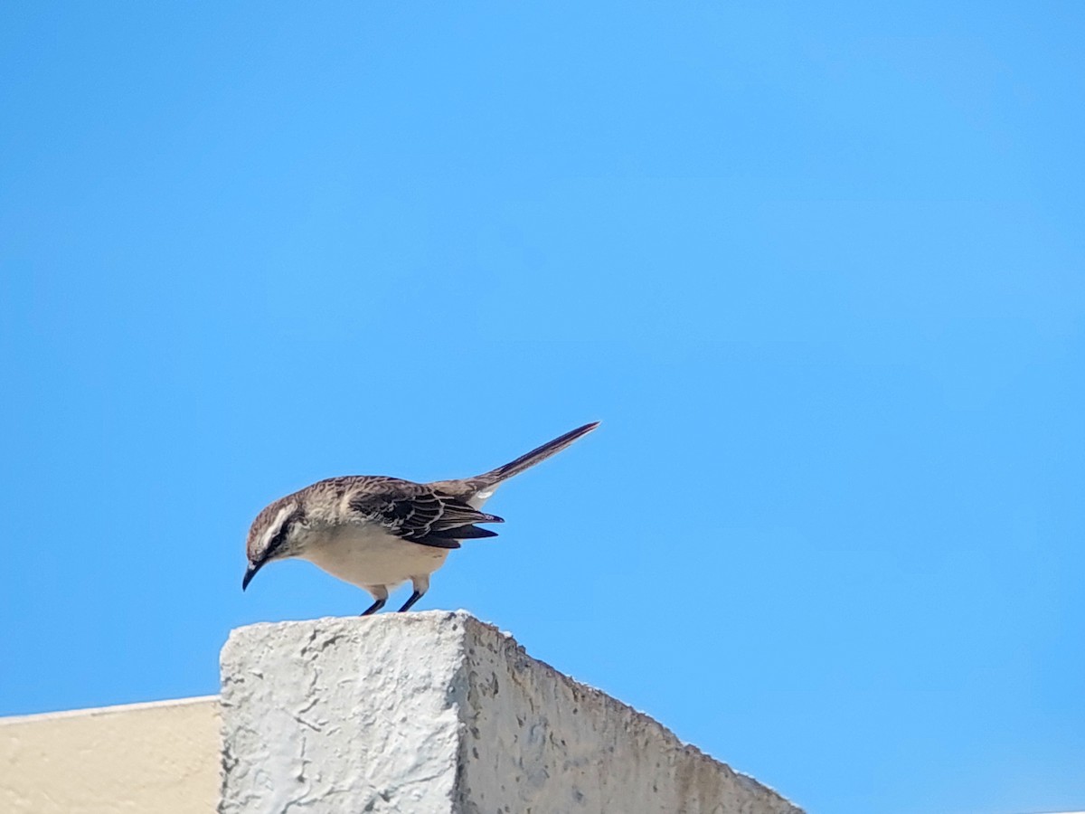 Chalk-browed Mockingbird - ML610102181