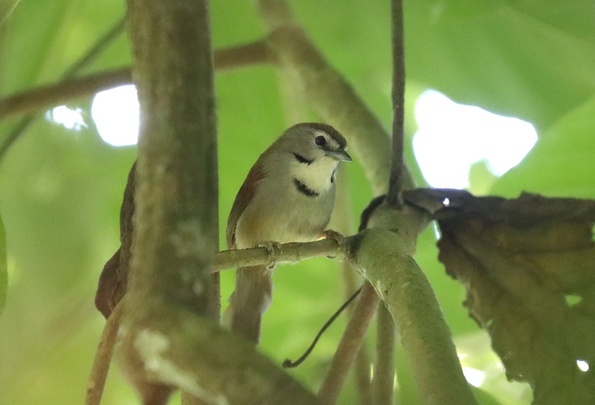 Crescent-chested Babbler - ML610102224