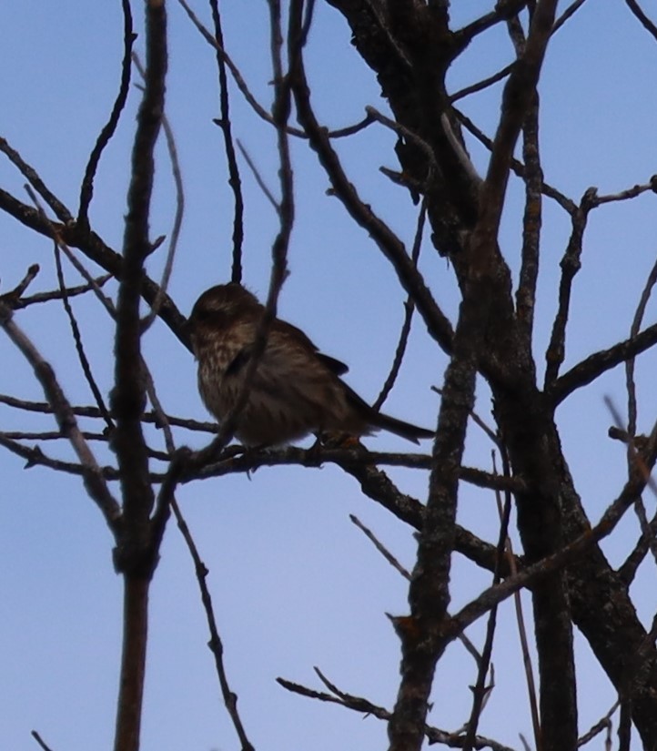 Purple Finch - ML610102280