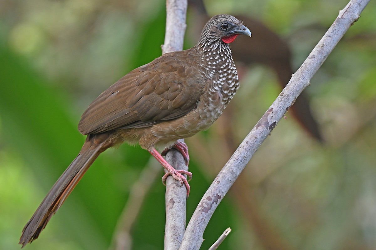 Speckled Chachalaca (Speckled) - Christoph Moning