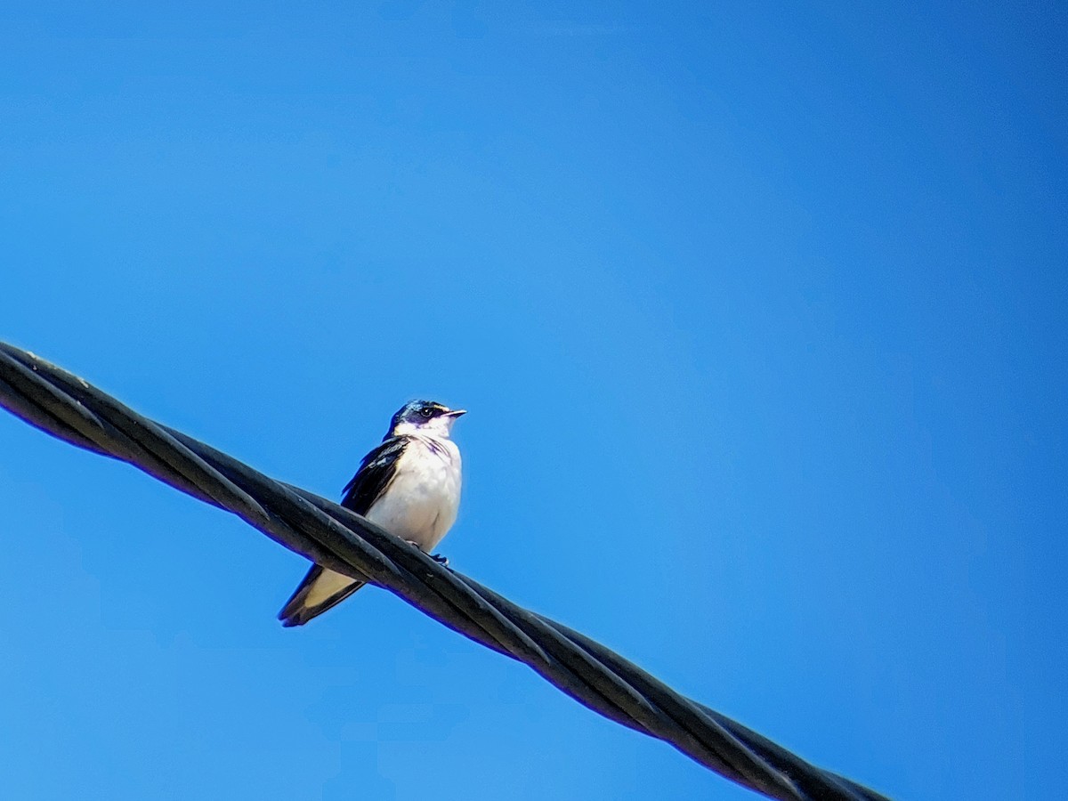 White-rumped Swallow - David Cutuli