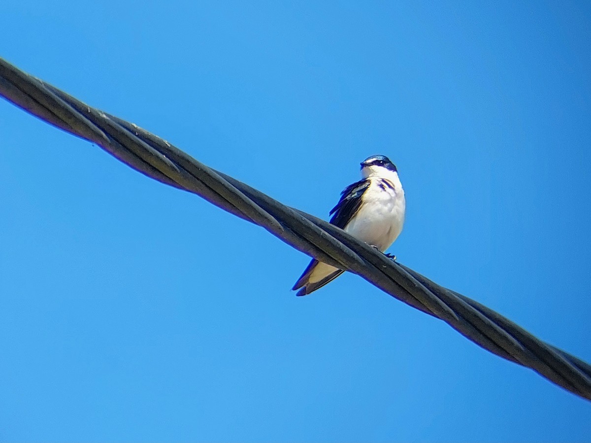 White-rumped Swallow - David Cutuli