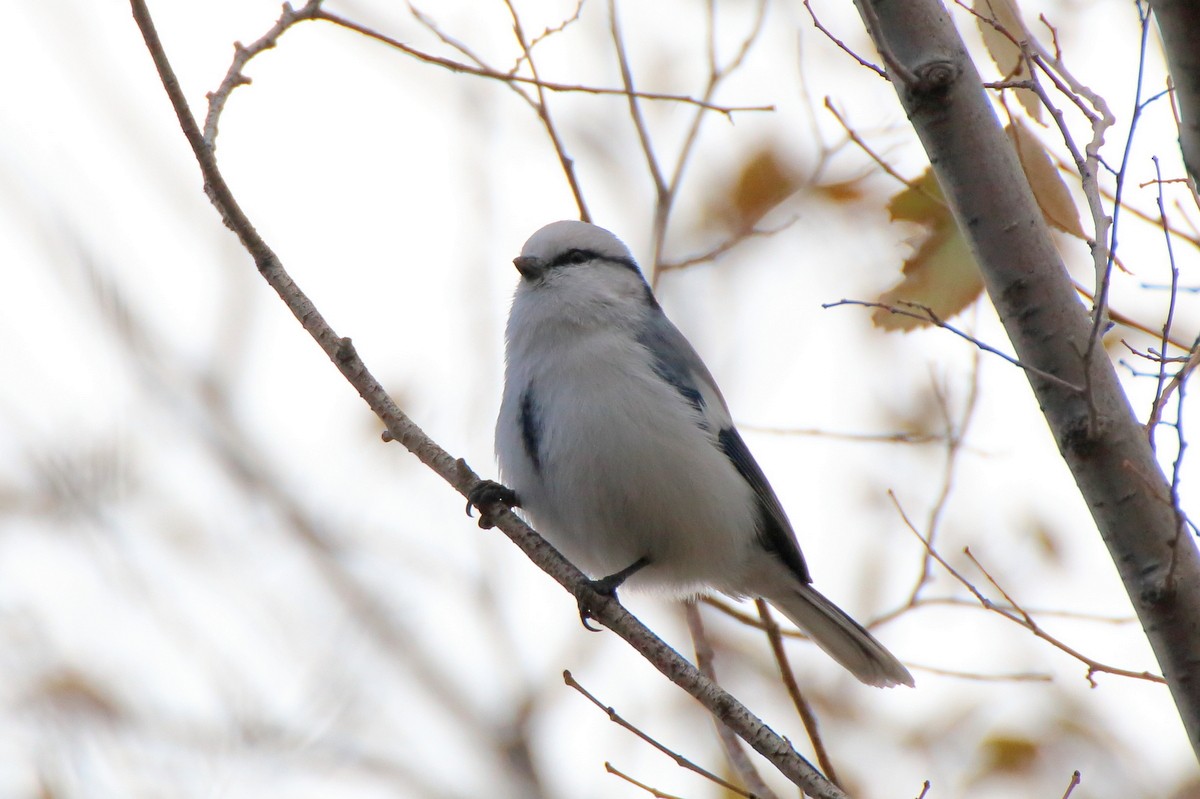 Azure Tit - ML610102380