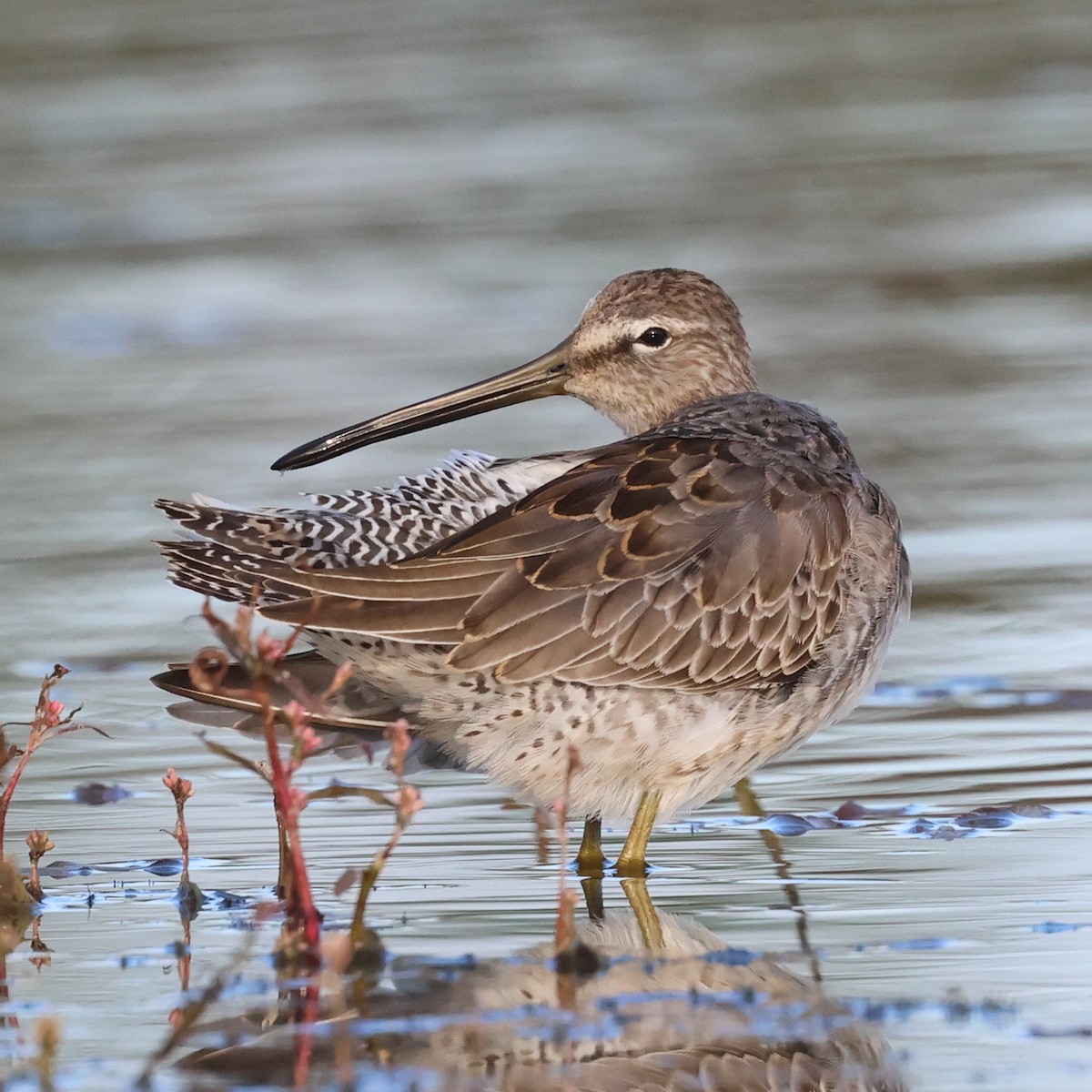 Long-billed Dowitcher - ML610102391
