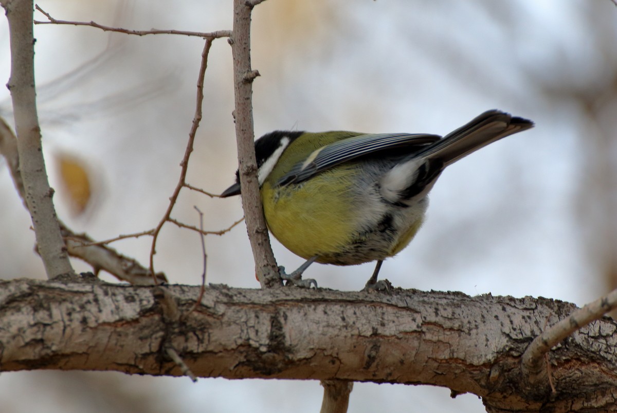 Mésange charbonnière - ML610102402