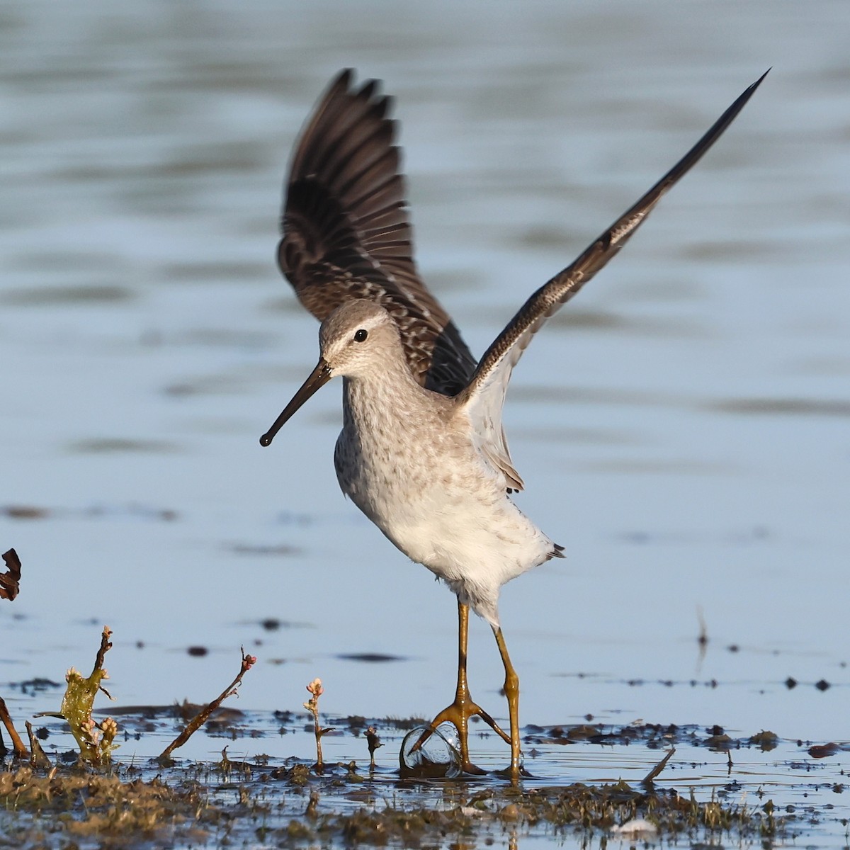 Bindenstrandläufer - ML610102418