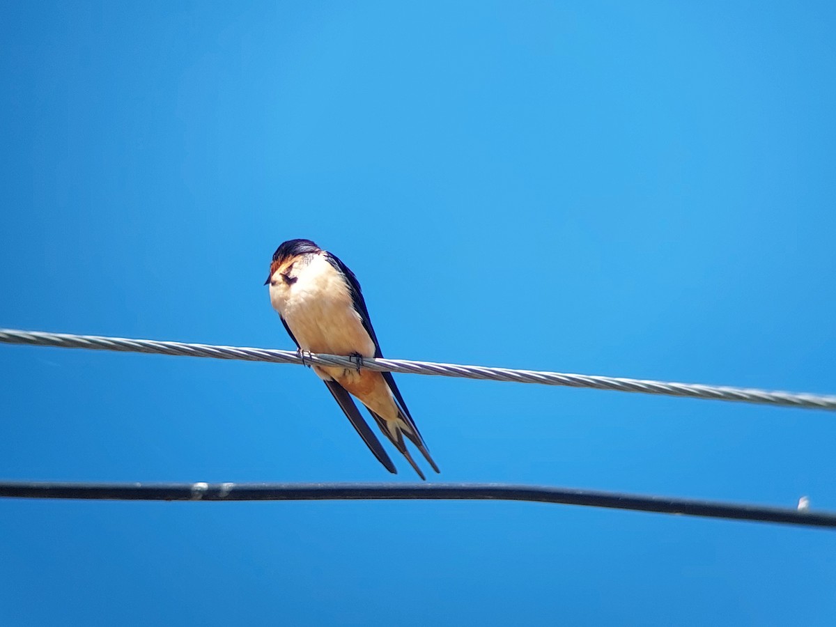 Barn Swallow - David Cutuli