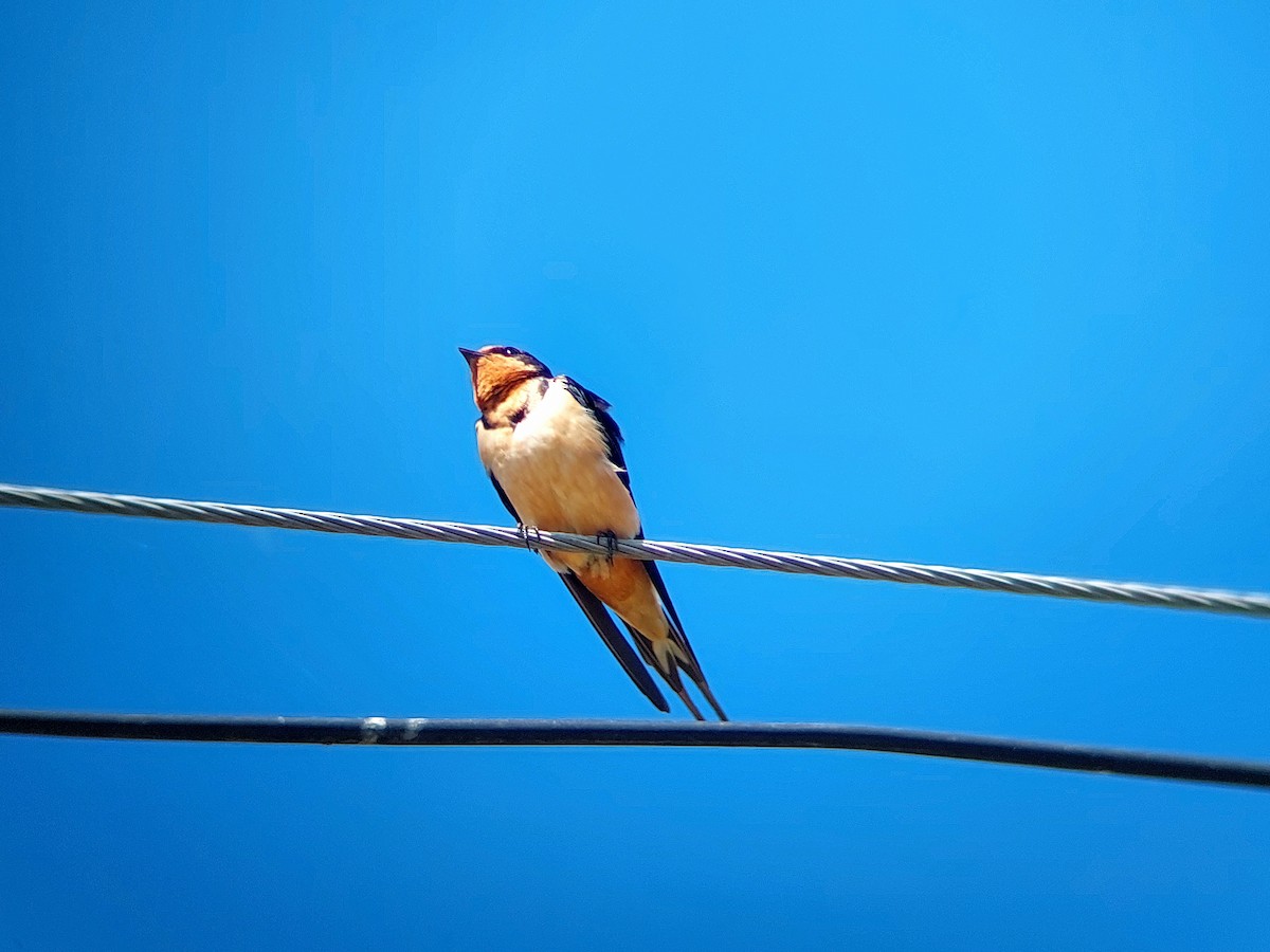 Barn Swallow - ML610102431