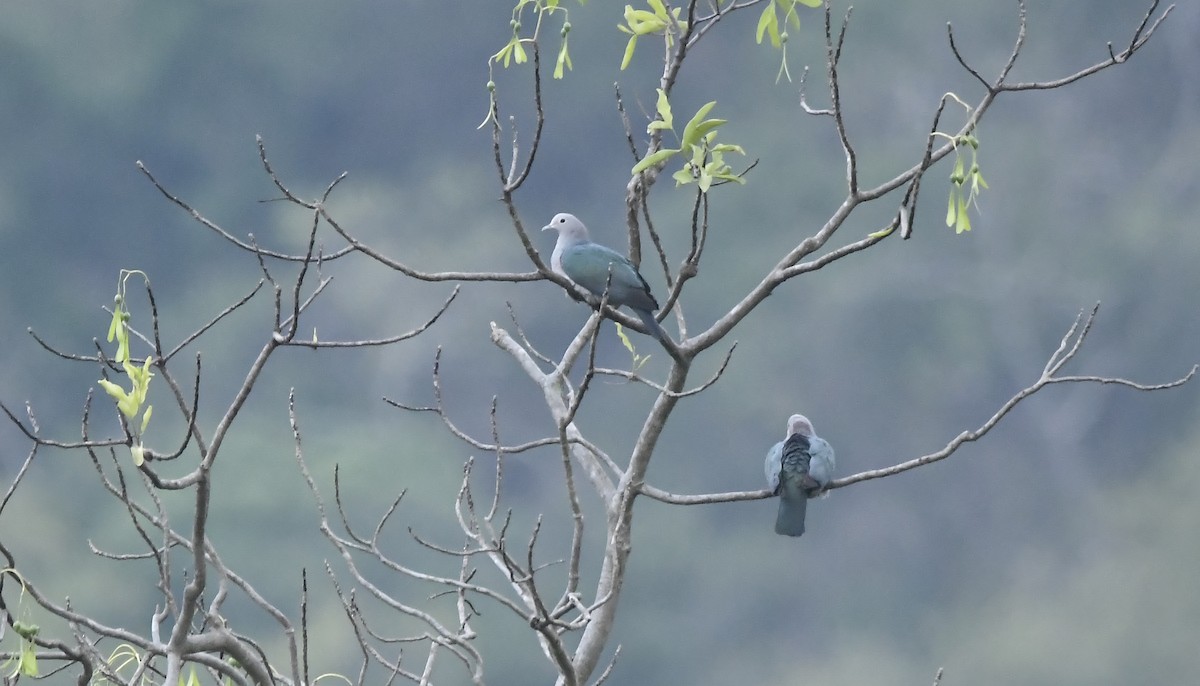 Green Imperial-Pigeon - ML610102437