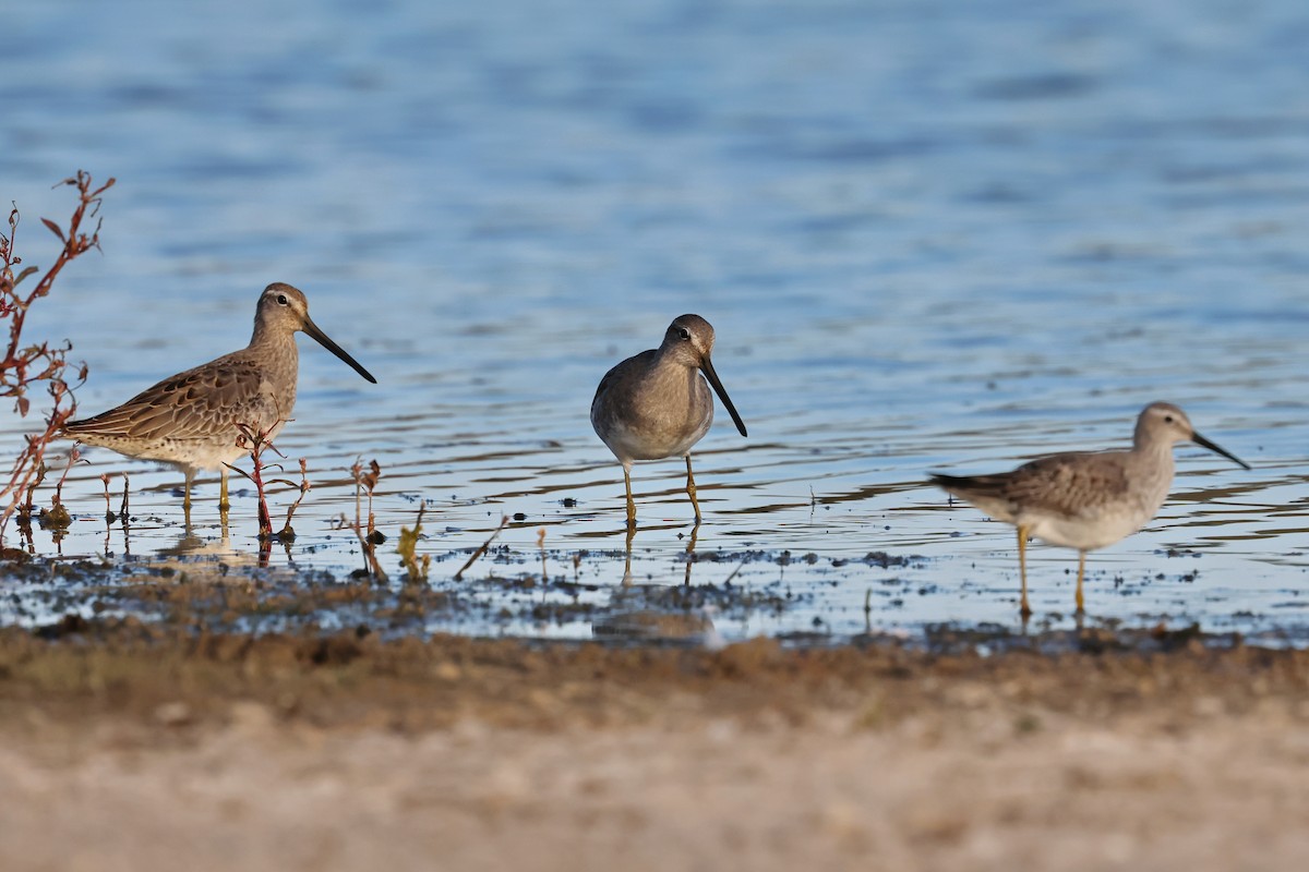 Long-billed Dowitcher - ML610102438