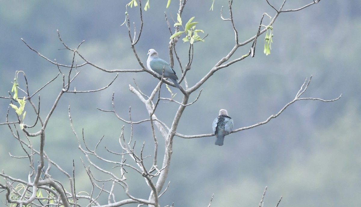 Green Imperial-Pigeon - Vinayan K. P