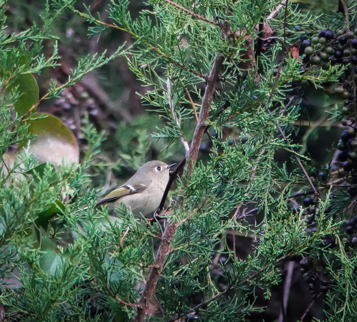 Ruby-crowned Kinglet - ML610102452