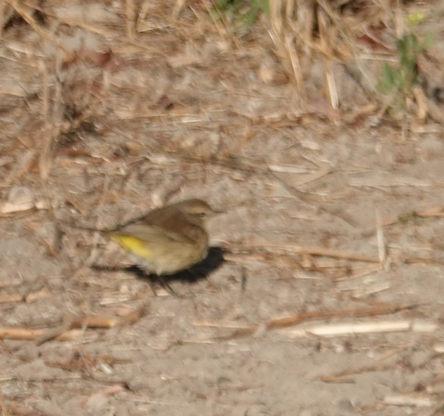 Palm Warbler - John Deacon