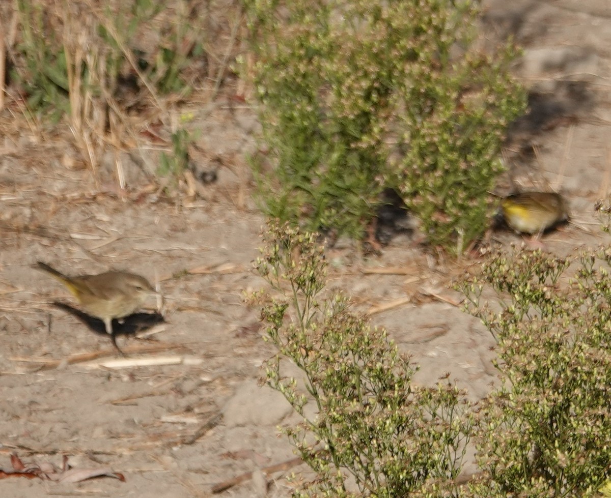 Palm Warbler - ML610102469