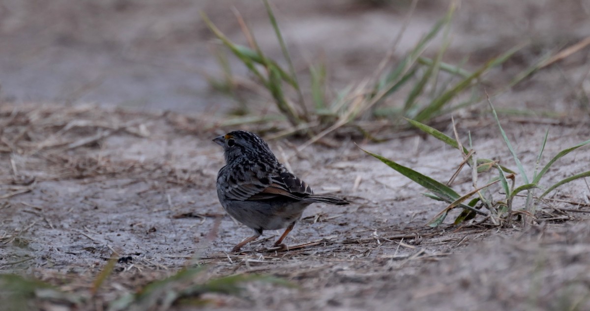 Grassland Sparrow - Bennett Hennessey