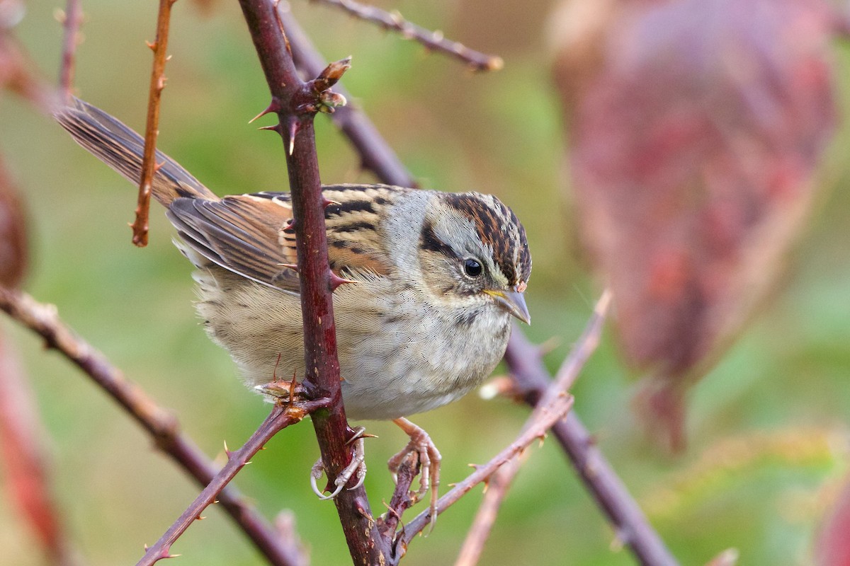 Swamp Sparrow - ML610102504