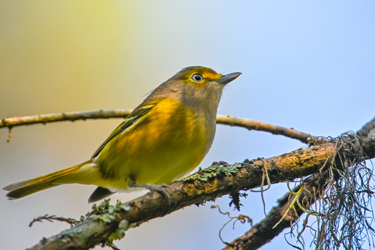 Ak Gözlü Vireo - ML610102537