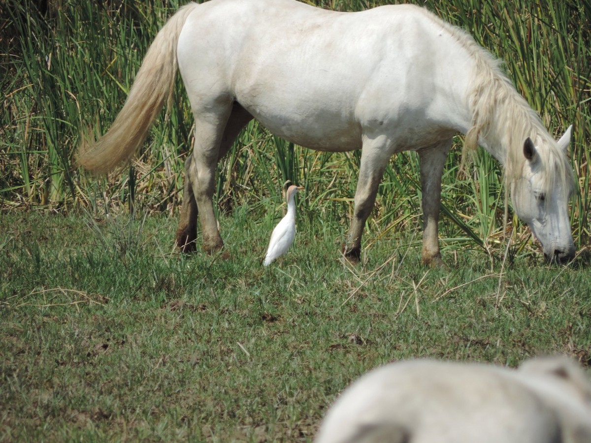 Western Cattle Egret - Christopher Witte