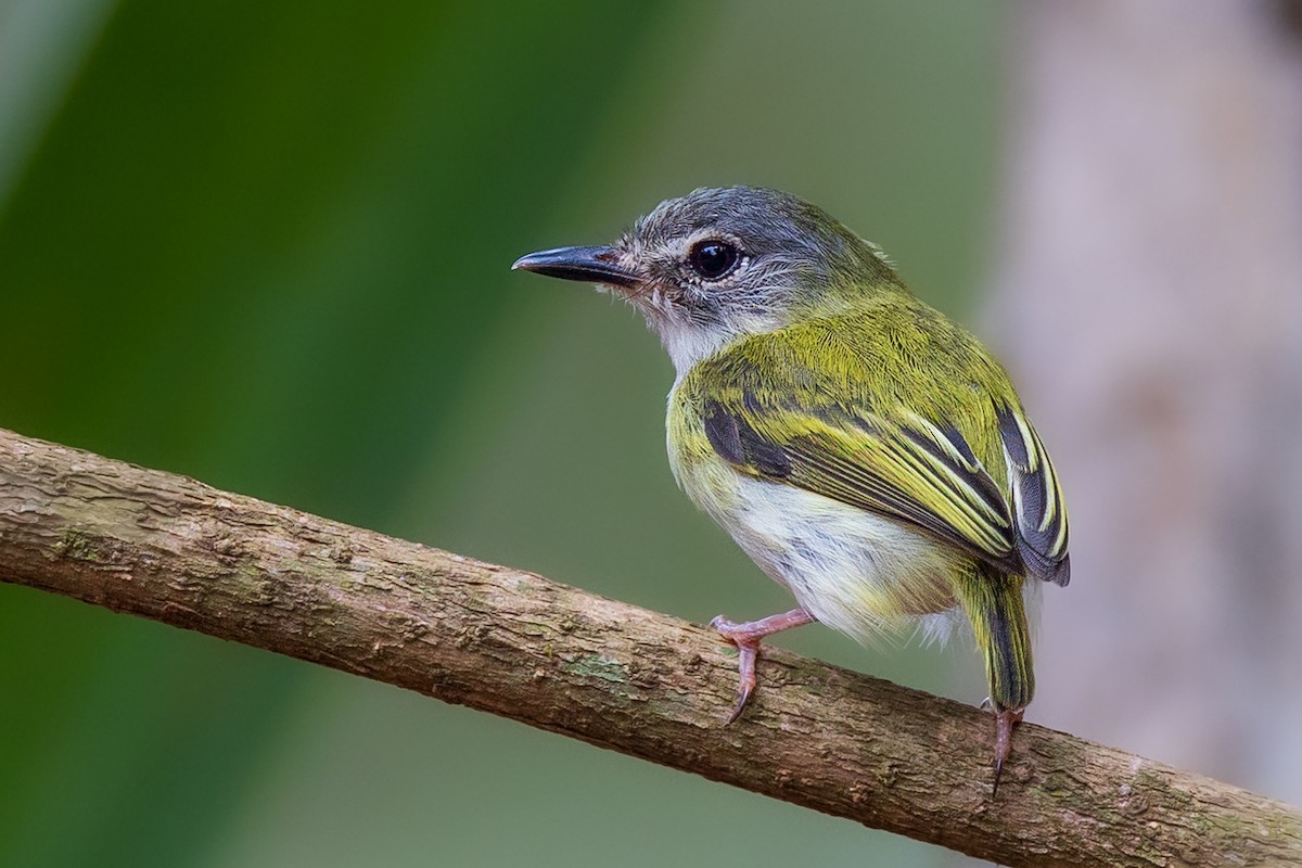 Short-tailed Pygmy-Tyrant - ML610102561