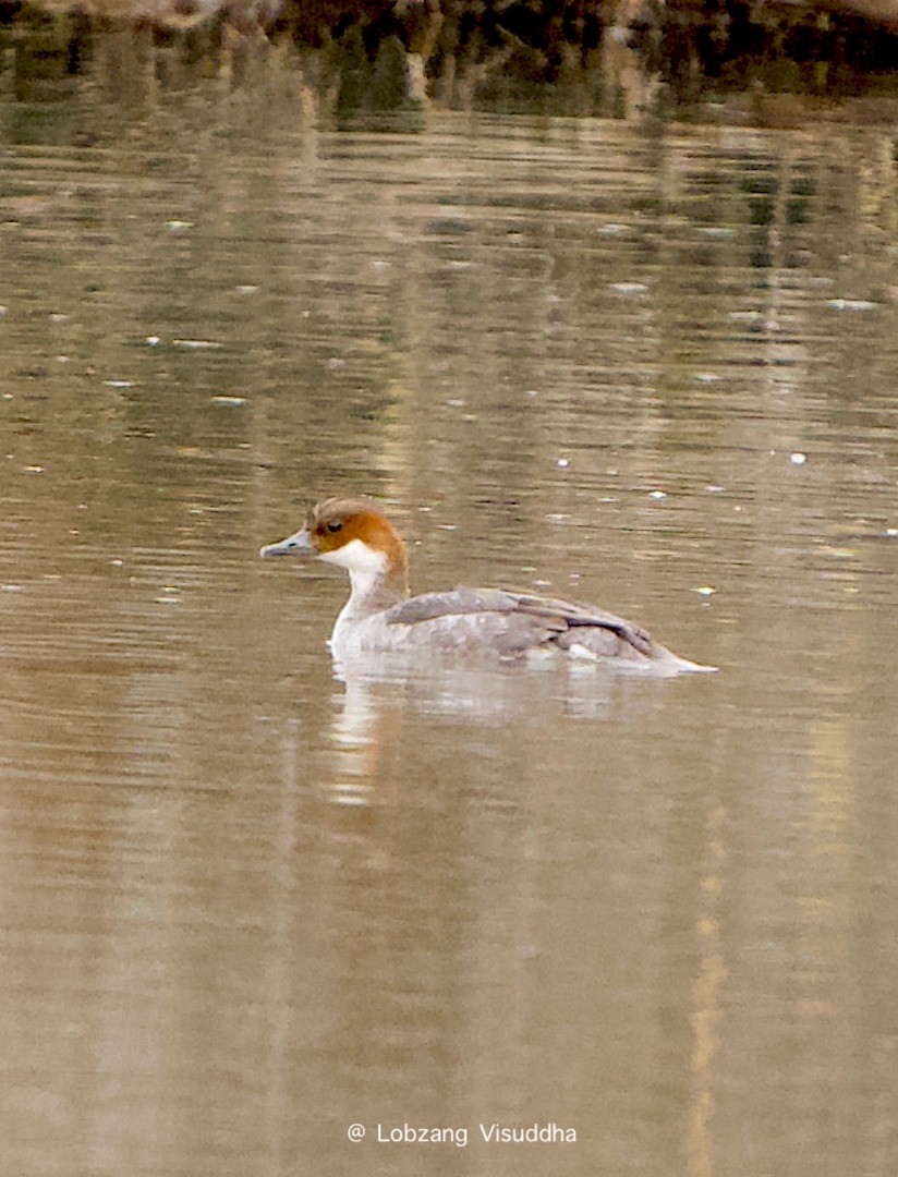 Smew - ML610102579