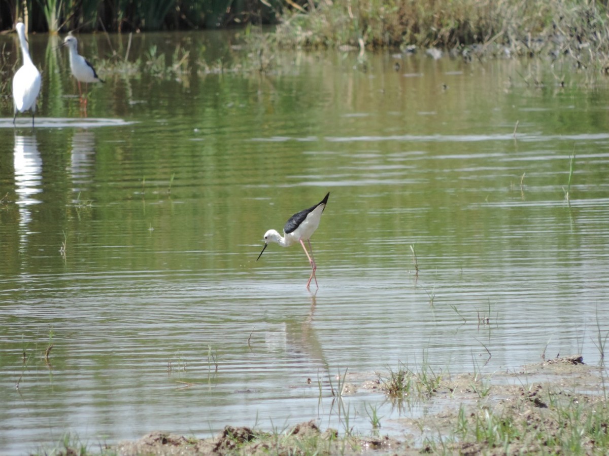 Black-winged Stilt - ML610102595