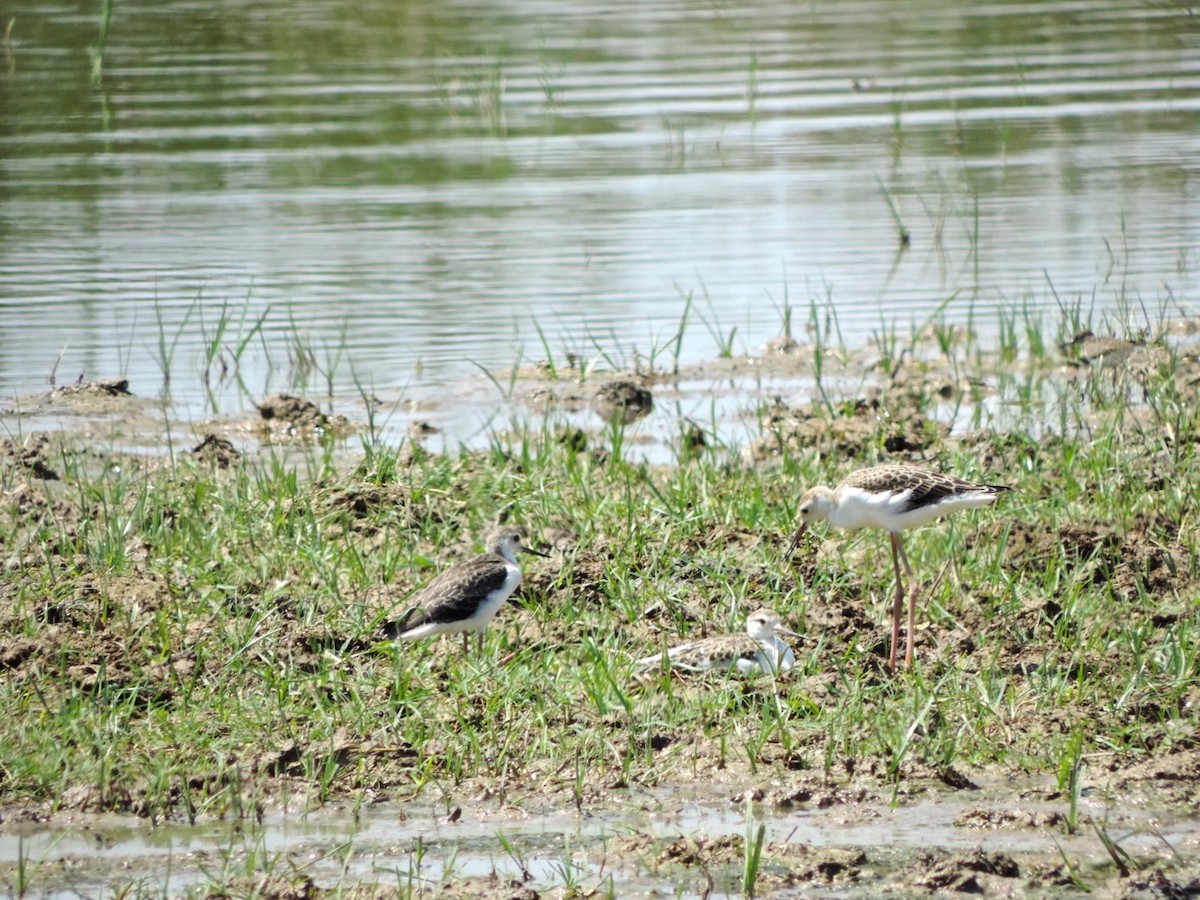 Black-winged Stilt - ML610102602