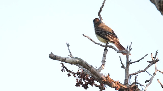 Brown-crested Flycatcher - ML610102659