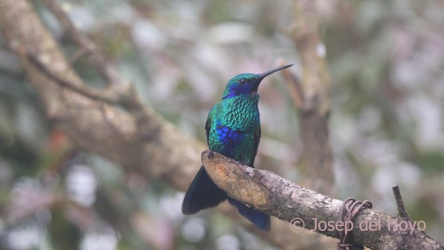 fiolørekolibri - ML610102675