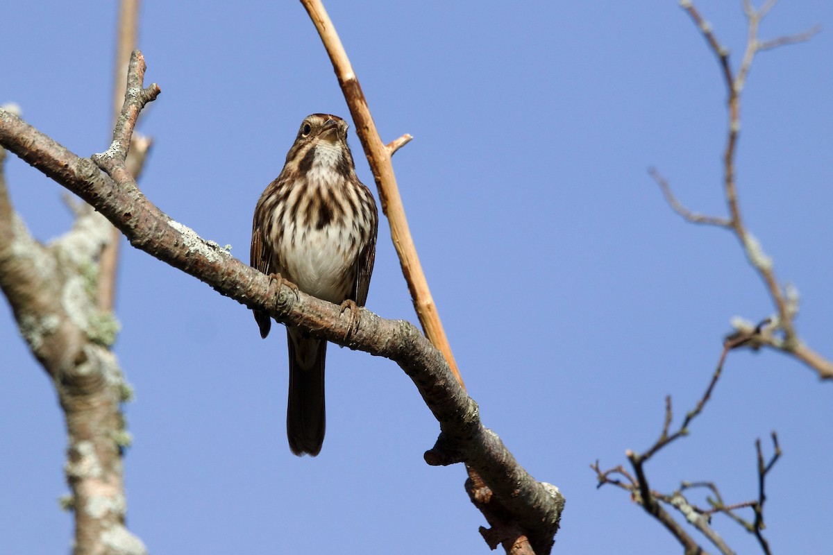 Song Sparrow - ML610102685