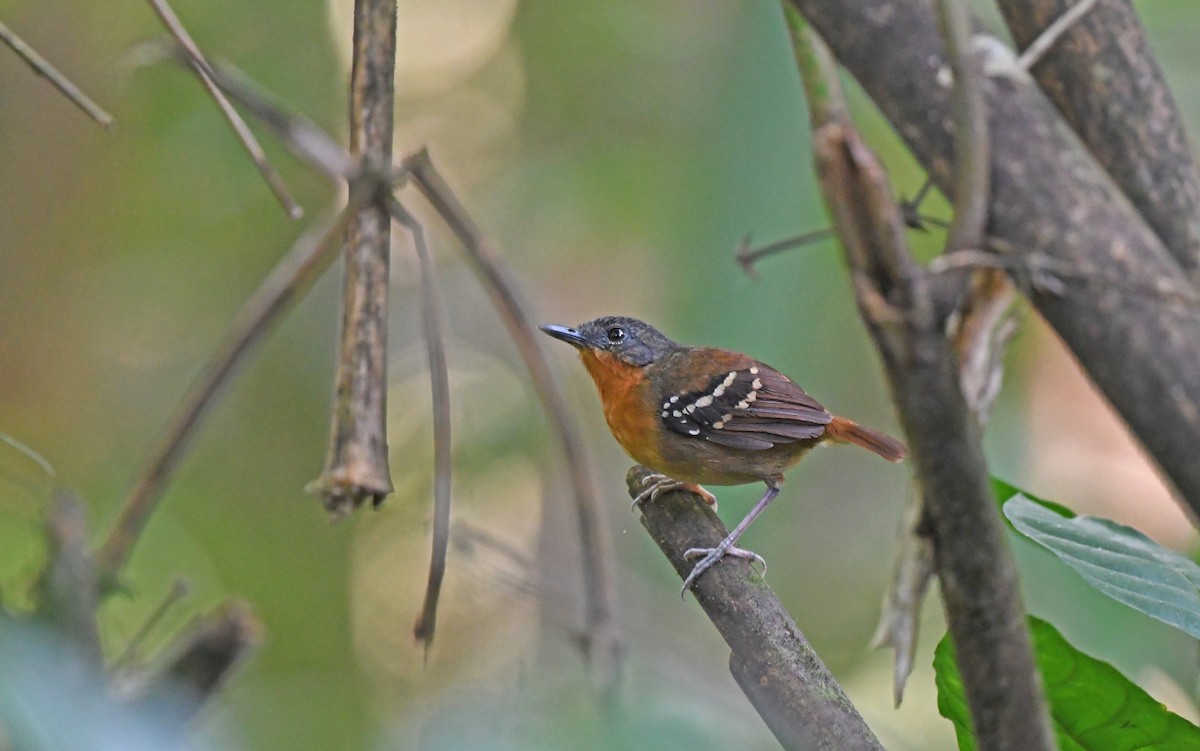 sørkastanjemaurfugl (hemimelaena) - ML610102690