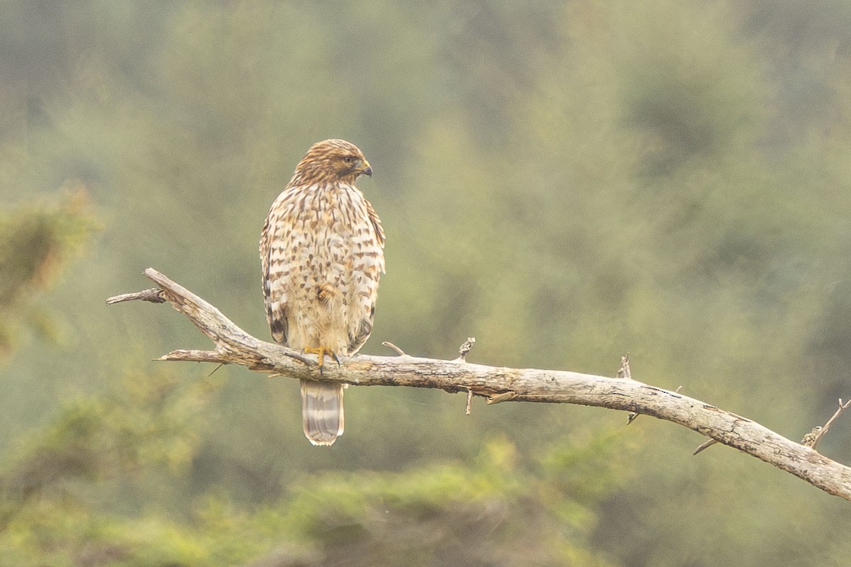 Red-shouldered Hawk - ML610102922