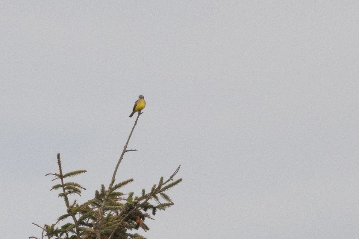 Tropical Kingbird - ML610102923