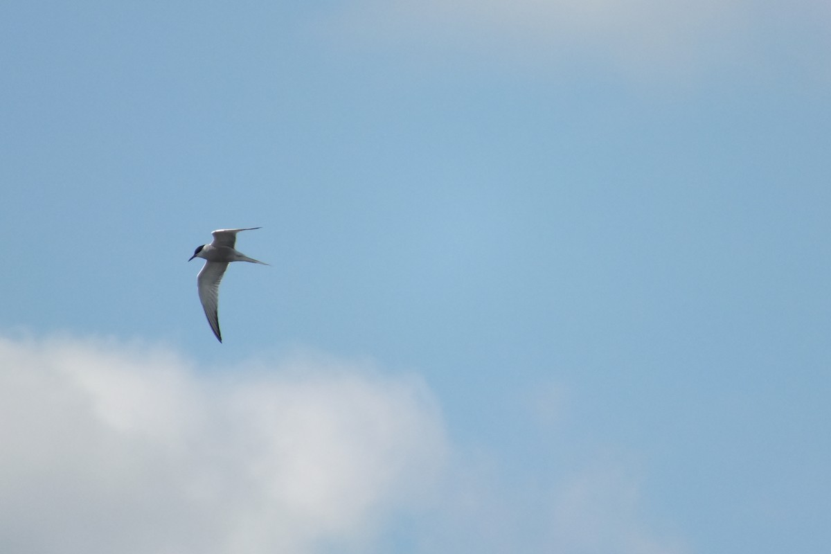 Arctic Tern - ML610102928