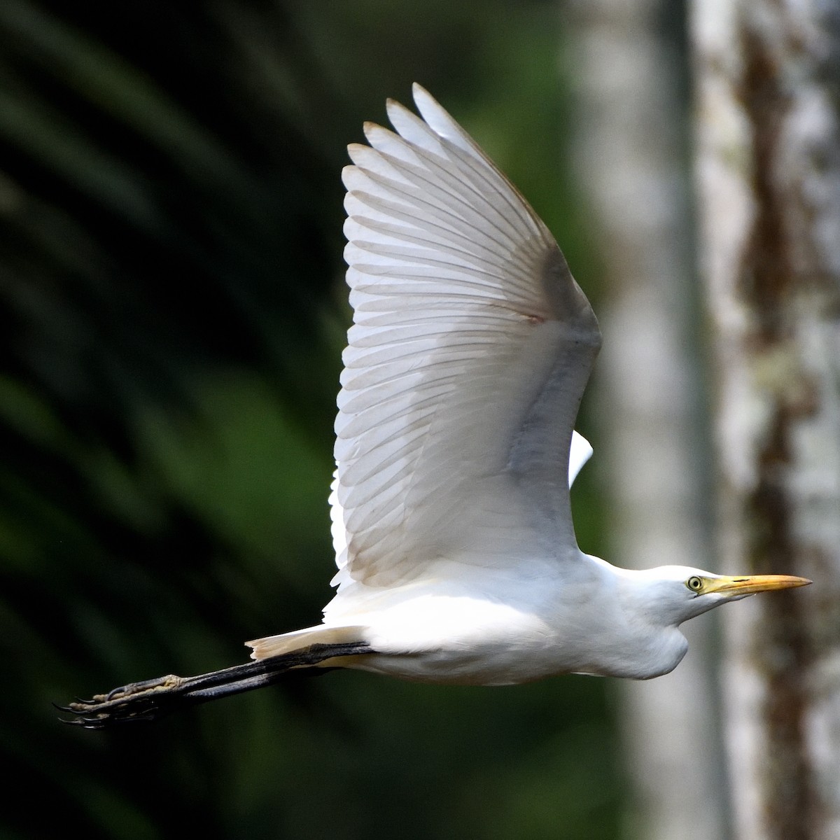 Eastern Cattle Egret - ML610102954