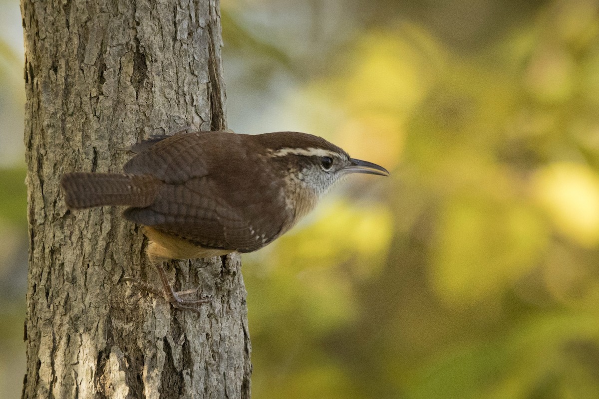 Carolina Wren - ML610103005